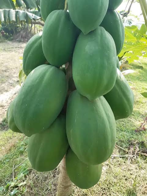 শিক্ষক হান্নানের পেঁপে সাফল্যের গল্প: দেড় লাখ টাকার বিনিয়োগে দশ লাখ টাকার রাজস্ব