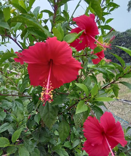 জবার প্রাকৃতিক ভেষজ শ্যাম্পু ঘরে বসে বানানোর সহজ পথ