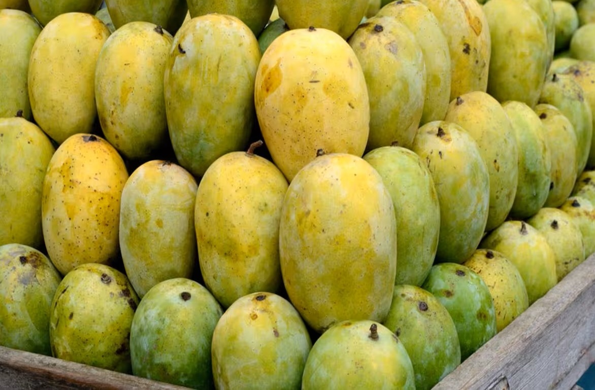 সুস্বাদু পাকা আম চিনবেন যেভাবে