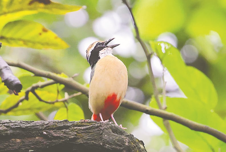 বর্ষা ঋতুতে শালবনের অতিথি: দেশি শুমচা