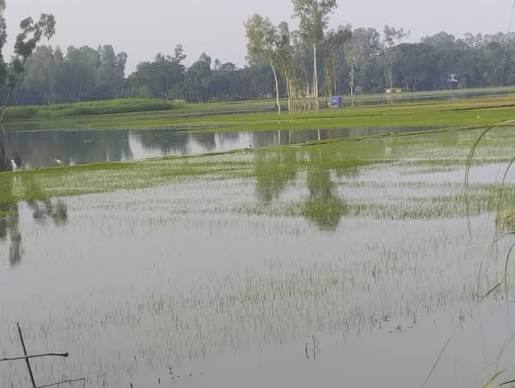 গাইবান্ধায় আমন চাষে সংকট, ৩৩ হেক্টর বীজতলা সম্পূর্ণ বিনষ্ট