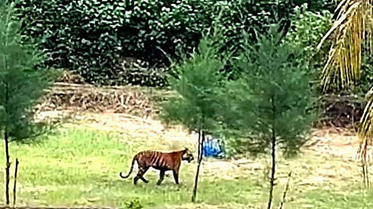 চাঁদপাই রেঞ্জে বন অফিসের এলাকায় বাঘিনীর উপস্থিতি
