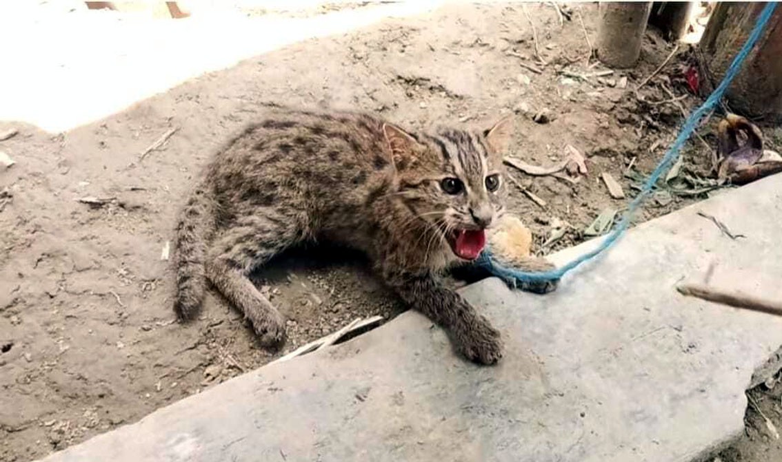 চরভদ্রাসনে চায়না দুয়ারীতে আটকা বিপন্ন মেছো বাঘ