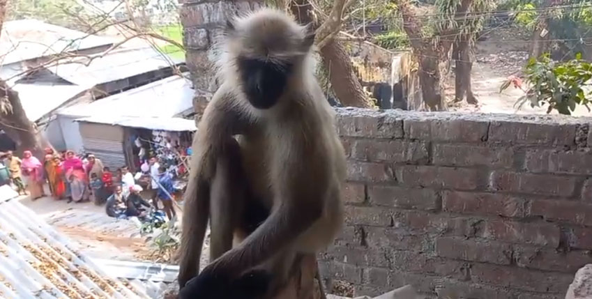 গাইবান্ধার লোকালয়ে বিচরণ করছে কালোমুখো হনুমান