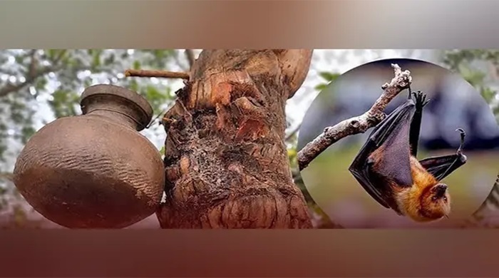 নিপাহ ভাইরাসে আক্রান্ত হয়ে একজনের মৃত্যু