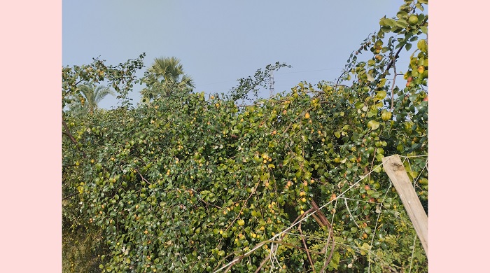 সাতক্ষীরায় বাণিজ্যিকভাবে কুল চাষে কৃষকদের আগ্রহ বাড়ছে